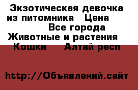 Экзотическая девочка из питомника › Цена ­ 25 000 - Все города Животные и растения » Кошки   . Алтай респ.